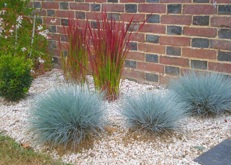 Геликтотрихон (Овсец вечнозеленый) 1 шт Р9